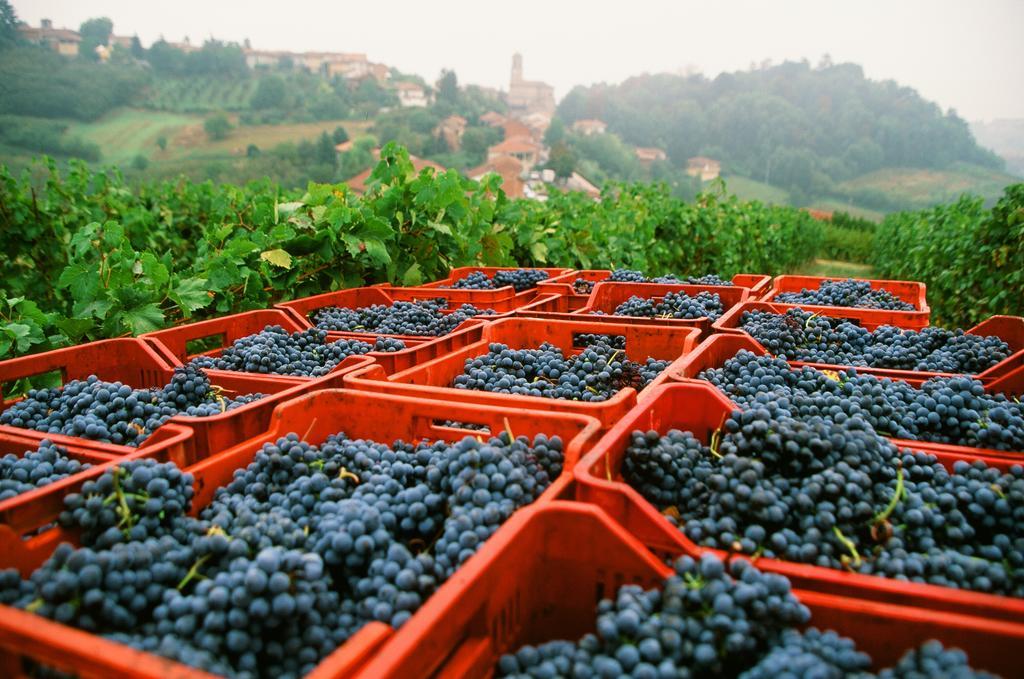 Marchesi Alfieri - Cantine E Ospitalita San Martino Alfieri Zewnętrze zdjęcie