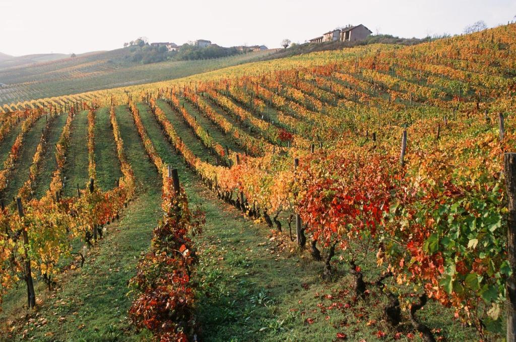 Marchesi Alfieri - Cantine E Ospitalita San Martino Alfieri Zewnętrze zdjęcie